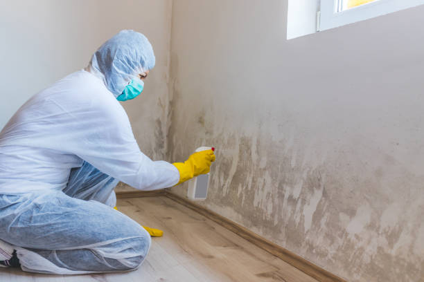 Licensed Mold Testing service in Lockport, NY - WQB Mold Removal